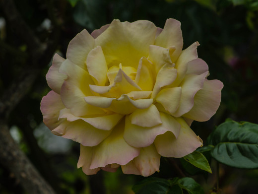 1218403 (a): :2048x1537